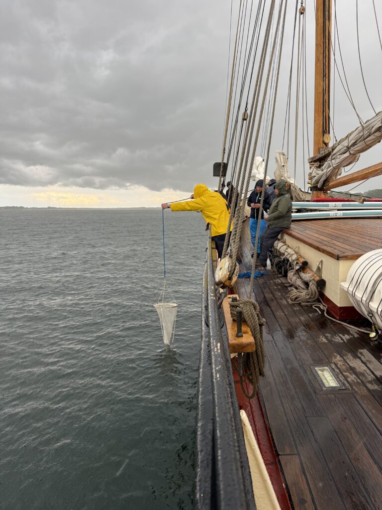 Phytoplankton in der Ostsee bestimmen, Mikroplastik